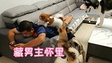 二哈欺负母狗被关禁闭，当它看见母狗跟其他狗狗玩时，二哈气炸了