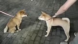 中华田园犬：早就看你不顺眼了，有本事打一架