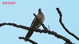 【野鸟欣赏】一只胖乎乎的大斑鸠，在枝头低声鸣叫！