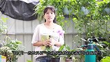 新上盆的蝴蝶兰，浇水要注意这一点，不然根系容易腐烂