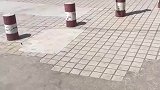 你永远想不到，一只有修养的狗能自律成什么样