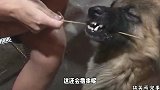 混夜市的狗子就是不一样啊，这撸串的动作熟练的让人心疼