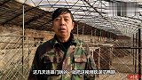 给一位粉丝带了一只恶霸犬，蓝色狗崽长的小胆子挺大，敢咬秋田犬