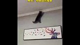 墙上长猫了吗，还是新物种壁虎猫