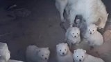 生了一窝小羊羔