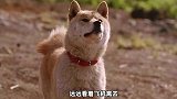 原来狗能真的能预知地震，看到最后直接破防了！