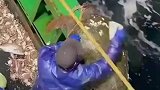 人类会清理藤壶这件事，已经在海洋世界传开了