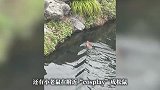 杭州西湖惊现“游泳健将”！老鼠下水跟鸭子鸳鸯抢面包，网友：第一次知道老鼠会游泳