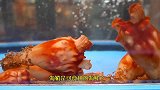 海鲜特产海鞘，长相奇葩像凤梨，还能生吃！