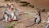 猴子爱要怎么说出口？一个拥抱就好