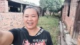 母牛刚买回来就产仔了，好漂亮的小牛，看看能值多少