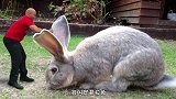 世界上最大的兔子，曾是王室的“爱宠”，尽量别给它吃红色水果！
