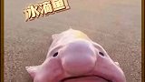 世界上最丑的鱼