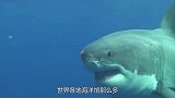 世界各地海洋馆那么多，为什么唯独没有大白鲨？