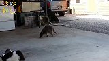 小浣熊偷猫的食物，三只猫咪动都不敢动，这胆子也太怂了吧