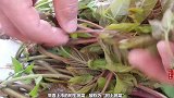 香椿不管怎么吃，直接下锅就错了，多加这一步，鲜香味美又健康
