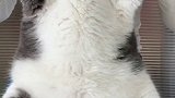 挑战全网最胖的猫，猪猫快看过来猫 肥猫猫与猫与猫与猫