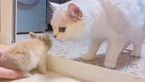 初生兔犊不怕猫！小兔子第一次看到猫咪也不怕哦