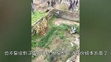 豹子“大闹村庄”，冲出网子将一群人扑倒，村子乱成一锅粥！