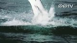 大白鲨捕食海豹震撼瞬间
