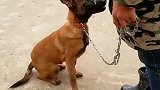 狗狗爱扑人，见人就扑，30秒解决这个问题，关注我学会更多知识