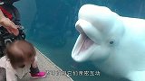 坏心思的白鲸趁饲养员不备，将其喷成落汤鸡，白鲸的反应太逗了