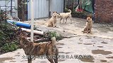 3只边牧当街上演赶鸭大戏，全程配合默契，简直不要太聪明！