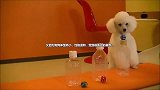 小型犬有哪些品种？适合家养的6种小型犬排名