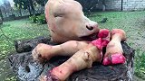 朋友买回50斤杂碎，炖12个小时，被嫌弃浪费煤气