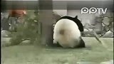 熊猫乱舞天下无双超可爱生气的大熊猫