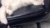 猫咪睡觉主人当头一拍，小猫咪又做噩梦了