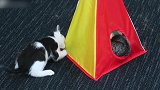 好蠢萌的小奶猫啊，另一只小猫在旁边啊，真是令人着急啊！