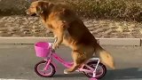 金毛这骑自行车的技术比我的还好，可以当狗司机了