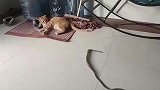 主人用绳子戏弄猫咪，猫咪自知抓不到索性放弃