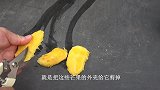 用芒果壳来繁殖，用2种不同的方法，大家猜猜哪个发芽快？