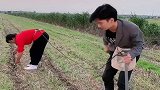 自从妈妈学会这招，下地干活想偷懒都难了，看完别笑！