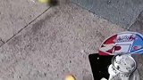 鹦鹉也能打篮球？很可以啊