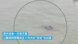 江苏多处水域发现长江江豚群