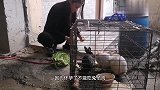 老外：尼泊尔烧鸡的日常，喂兔子