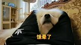 老虎不发威你当病猫啊