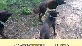 这狗子训练的也太听话了吧