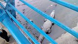 拿竹竿钓鳄鱼，近距离体验鳄鱼的凶猛