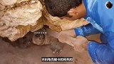 百岁海龟被困在岩石下，获救后竟流下眼泪！