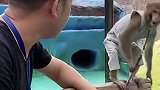 栓住麦兜是怕伤到游客，勿喷！猴子   创作者服务中心