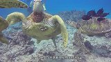 国外男子深海潜水，意外碰到水下人群聚集，看清后赶紧上了岸