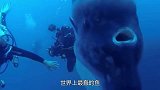 世界上最蠢的鱼，被咬后也不知道逃跑，如今还没灭绝