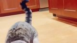 被遗弃的“恐龙猫”终于有了新家