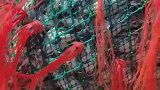 为了子孙后代，渔网的网眼弄大点吧