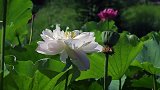 我的2021 夏日荷花情（二）
