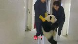 国宝跑到了办公室“撒野”，还阻止不了它，太可爱了
